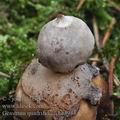 Geastrum_quadrifidum_be4943