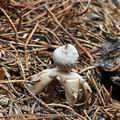 Geastrum_quadrifidum_be4944