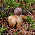 Geastrum_quadrifidum_bo9904