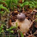 Geastrum_quadrifidum_bo9911