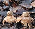 Geastrum_rufescens_be4875