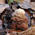 Geastrum_rufescens_be4878