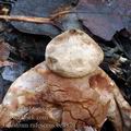 Geastrum_rufescens_be4879