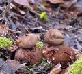 Geastrum_rufescens_be4882