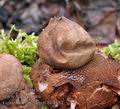 Geastrum_rufescens_be4884