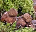 Geastrum_rufescens_be4885