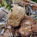 Geastrum_rufescens_be4886