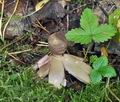 Geastrum_rufescens_bs9616