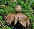 Geastrum_rufescens_cg0857