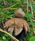 Geastrum_rufescens_cg0888