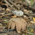 Geastrum_striatum_bh8765