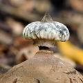 Geastrum_striatum_bh8770