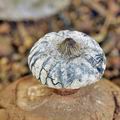 Geastrum_striatum_bh8782