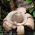 Geastrum_triplex_ai9984