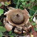 Geastrum_triplex_ai9988