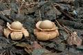 Geastrum_triplex_cg1042s