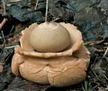 Geastrum_triplex_cg1051s