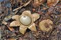 Geastrum_triplex_cr4000