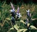 Gentiana_asclepiadea_8397