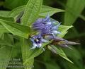 Gentiana_asclepiadea_a5428