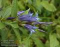 Gentiana_asclepiadea_a5431