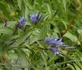 Gentiana_asclepiadea_a5436