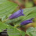 Gentiana_asclepiadea_dd4066