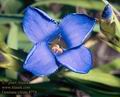 Gentiana_ciliata_4774