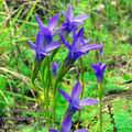 Gentiana_ciliata_eb4391