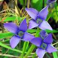 Gentiana_ciliata_eb4414