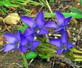 Gentiana_ciliata_eb4430