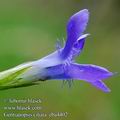 Gentiana_ciliata_eba4402