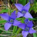 Gentiana_ciliata_eba4414