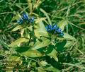 Gentiana_cruciata_4018