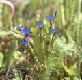 Gentiana_nivalis_9007