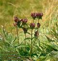 Gentiana_pannonica_4149