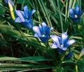 Gentiana_pneumonanthe_4776