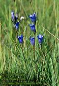 Gentiana_pneumonanthe_696