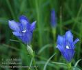 Gentiana_pneumonanthe_a4565