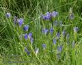 Gentiana_pneumonanthe_a4576