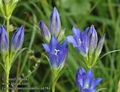 Gentiana_pneumonanthe_a4584