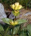 Gentiana_punctata_4773