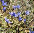 Gentiana_verna_9006