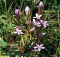 Gentianella_amarella_8254