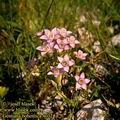 Gentianella_bohemica_4032