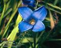 Gentiana_ciliata_8515