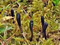 Geoglossum_glutinosum_bp2511