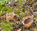 Geopora_arenosa_bi2201