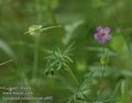 Geranium_columbinum_a492