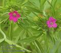 Geranium_dissectum_ab7007